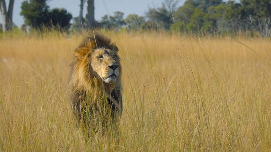 动物本色第一季 剧照