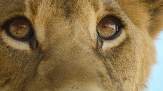 动物本色第一季 剧照