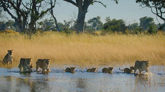 动物本色第一季 剧照