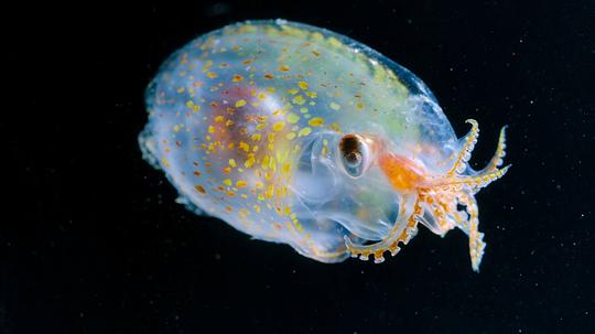 动物本色第一季 剧照