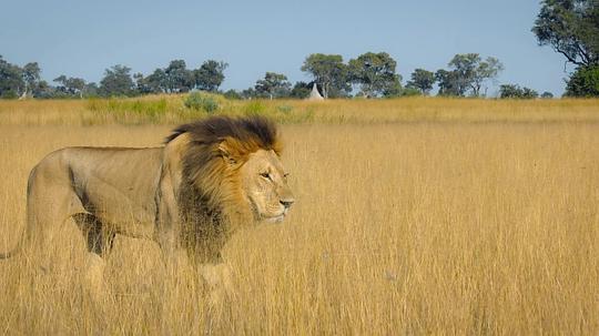 动物本色第一季 剧照