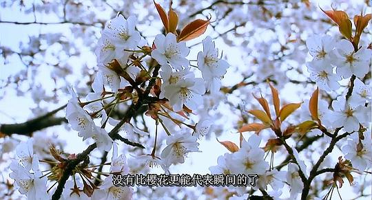 樱花盛开 剧照