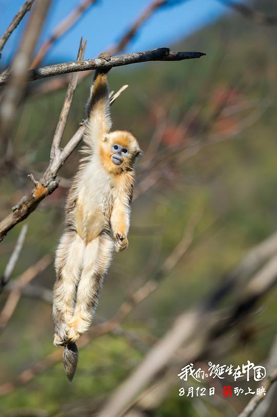 我们诞生在中国 剧照