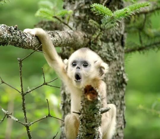 我们诞生在中国 剧照