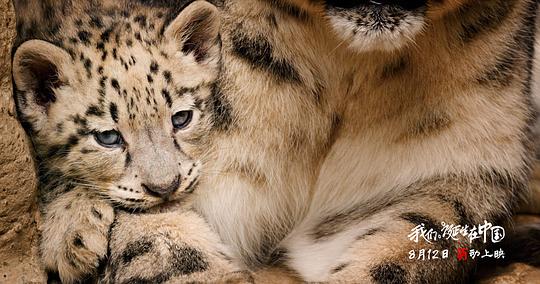 我们诞生在中国 剧照