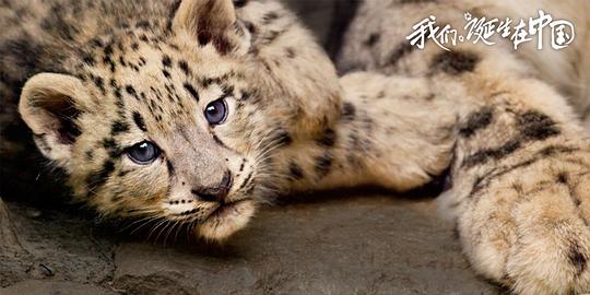 我们诞生在中国 剧照