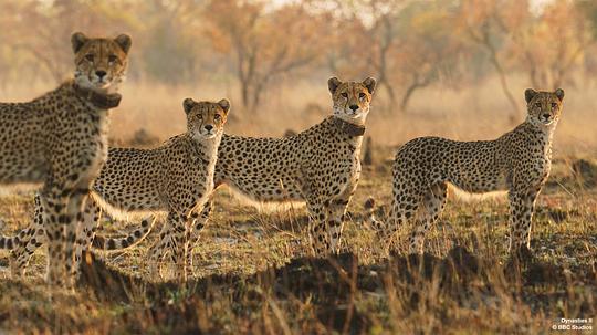 王朝第二季 剧照