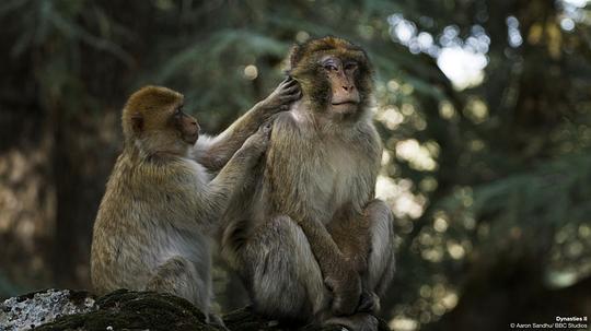 王朝第二季 剧照