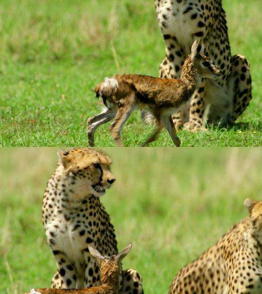 水深火热的星球第一季 剧照