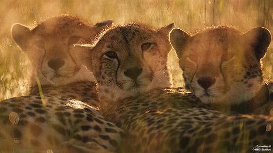 王朝第二季 剧照