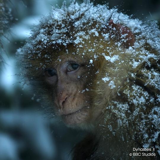 王朝第二季 剧照