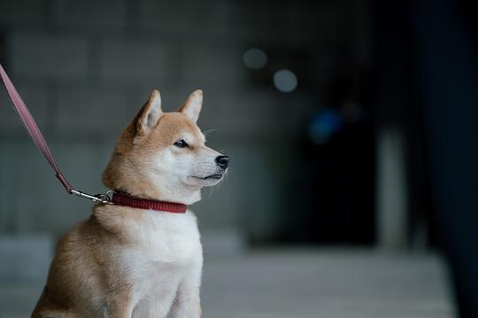 冬日的什么呀，春日的什么呢 剧照